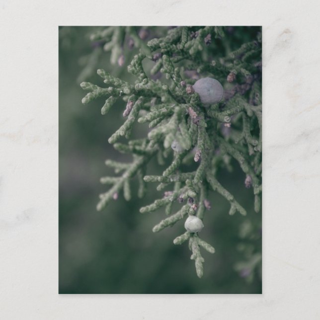 Carte Postale Berries Juniper (Devant)