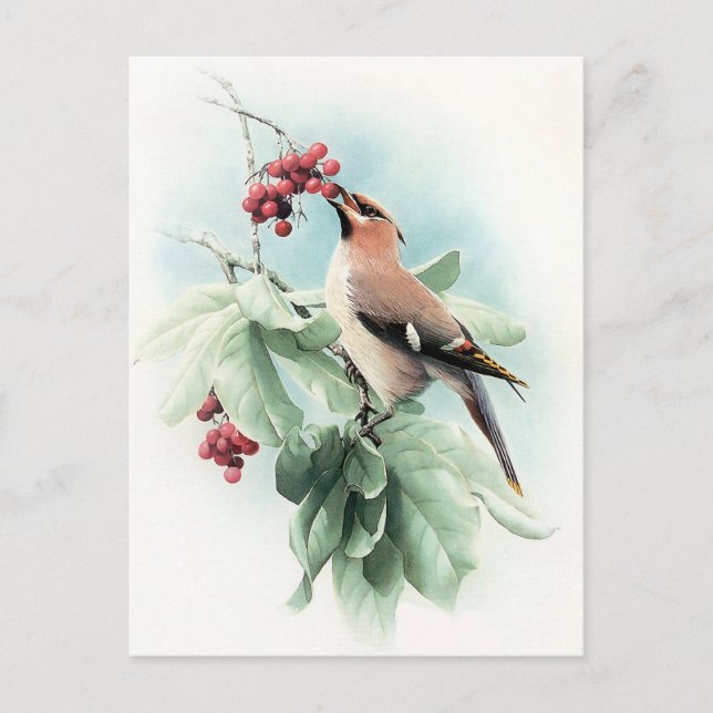 Carte Postale Berries Pour Manger (Devant)