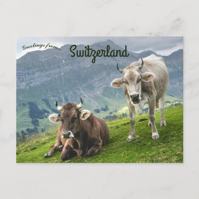 Carte Postale Bétail en Suisse (Devant)