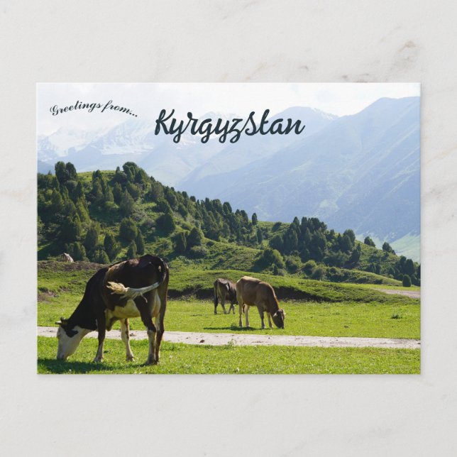 Carte Postale Bétail paissant dans une prairie au Kirghizistan (Devant)