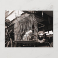 Bêtes en cage