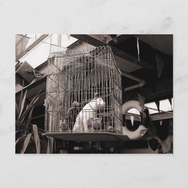 Carte Postale Bêtes en cage (Devant)