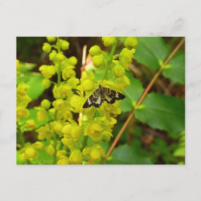 Carte Postale Beurre de séquoia et Fleur sauvage (Devant)
