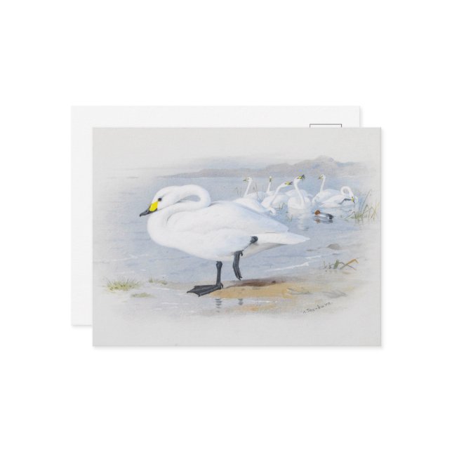 Carte Postale Bewick's Swan, Illustration Oiseaux (Devant/Arrière en situation)