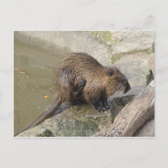 Carte Postale Biber (Devant)