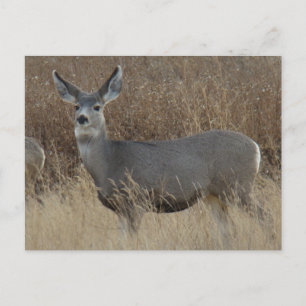 Carte Postale Biche de cerf mulet D14