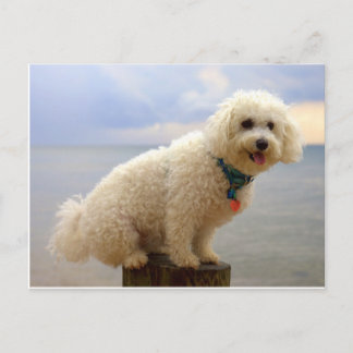 Carte Postale Bichon Frise