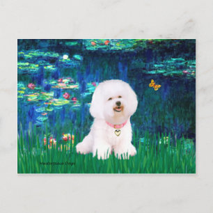 Carte Postale Bichon Frise 1 - Lys #5
