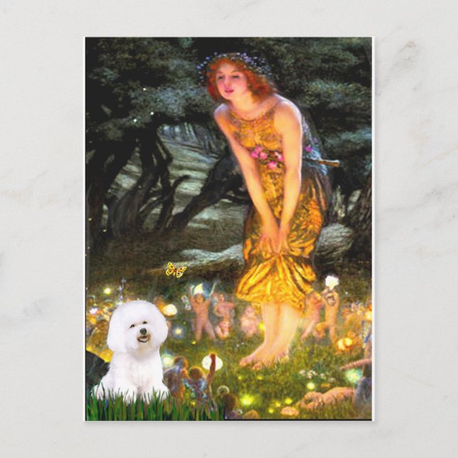Carte Postale Bichon Frise 1 - MidEve (Devant)