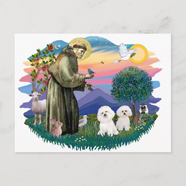 Carte Postale Bichon Frise (deux) (Devant)