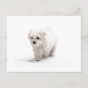 Carte postale Bichon Frise Photo