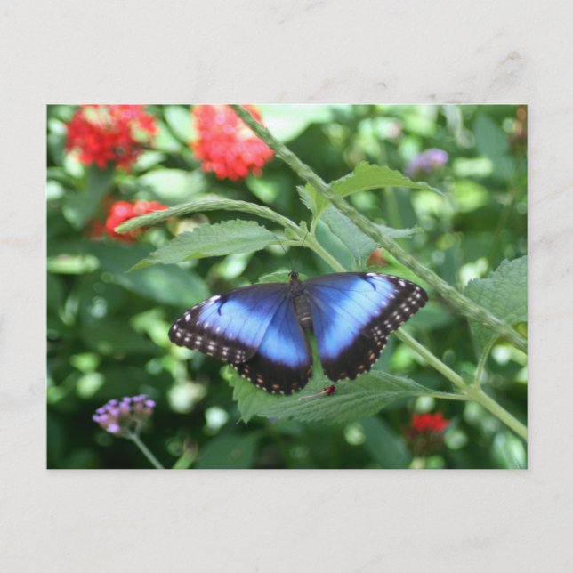 Carte Postale Big Blue Butterfly 2 (Devant)