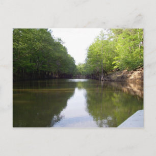 Carte postale Big Cypress Bayou