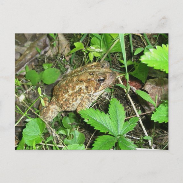 Carte postale Big Daddy Toad (Devant)