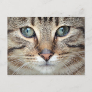 Carte postale Big Eyes Tabby Chat Kitten