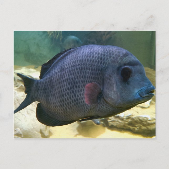 Carte postale Big Fish (Devant)