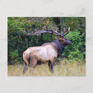 Carte Postale Big Game Hunter - Bull Elk -