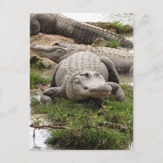Carte Postale Big Gator