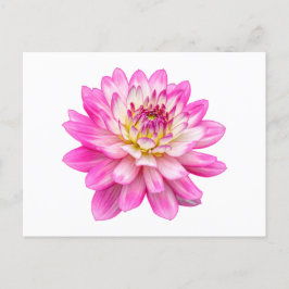 Carte Postale Big Rose Dahlia