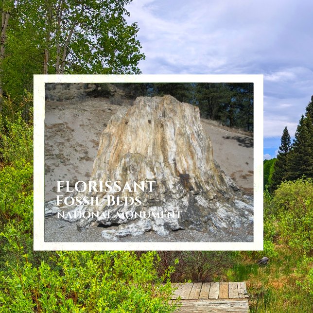 Carte Postale Big Stump, Florissant Fossil Lits, WY (Créateur téléchargé)