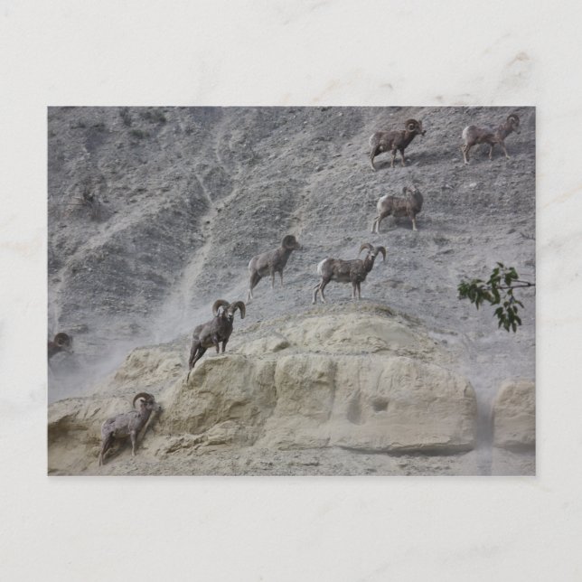 Carte Postale Bighorn Mountain Sheep (Devant)