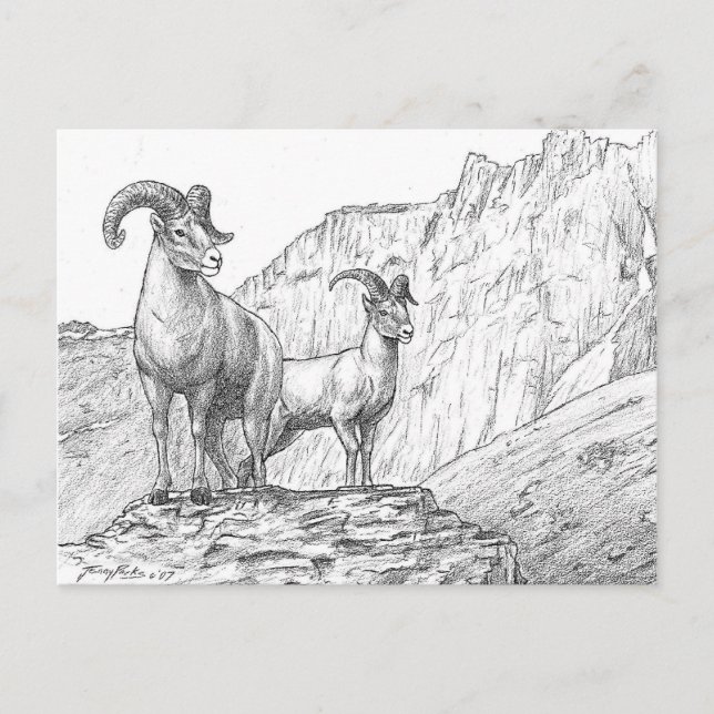 Carte postale Bighorn Sheep (Devant)