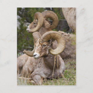 Carte Postale Bighorn Sheep