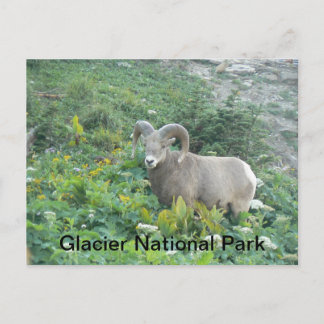 Carte Postale Bighorn Sheep À Glacier Natl Park