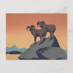 Carte Postale Bighorn Sheep American West Wildlife