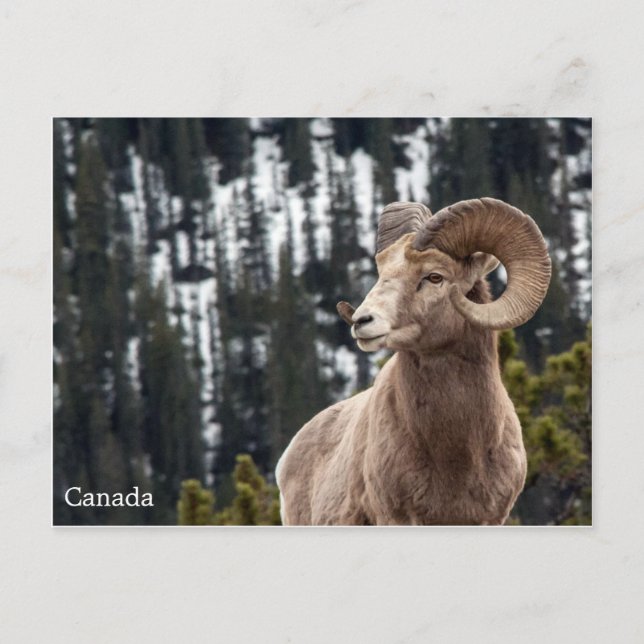 Carte Postale Bighorn Sheep - Canada (Devant)