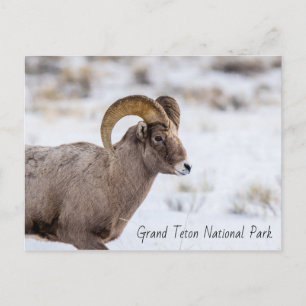 Carte Postale Bighorn Sheep Grand Teton National Park