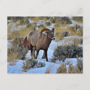 Carte Postale Bighorn Sheep Photo Neige