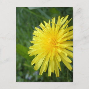 Carte Postale Bijou d'été