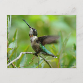 Carte Postale Bijoux Adorn