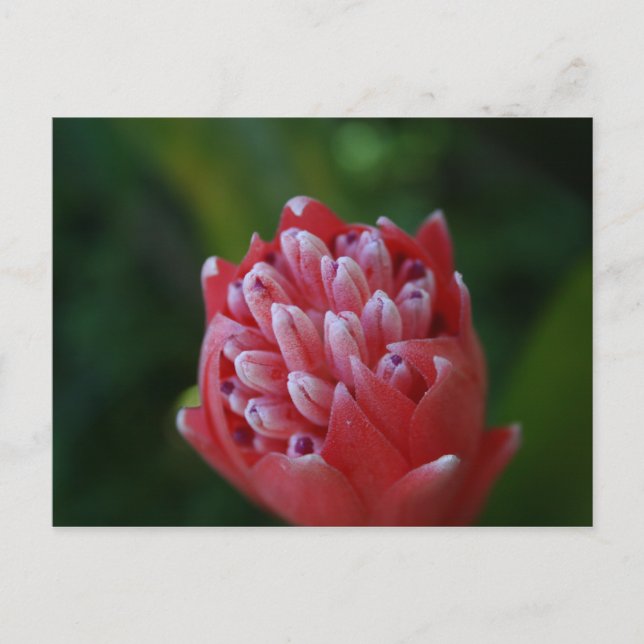 Carte Postale Billbergia Bromeliad (Devant)