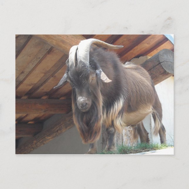 Carte Postale Billy Goat (Devant)
