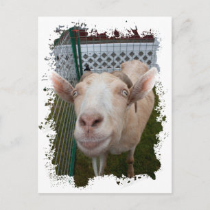Carte Postale Billy Goat