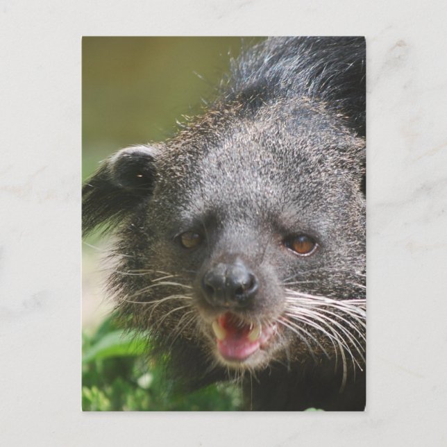 Carte postale Binturong (Devant)