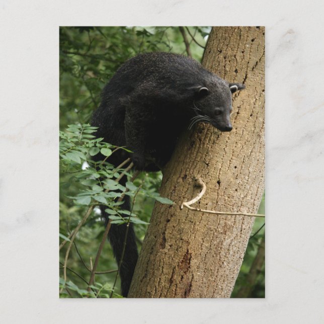 Carte postale Binturong (Devant)