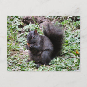 CARTE POSTALE BIRCH BAY SQUIRREL