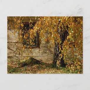 Carte Postale Birch En Automne