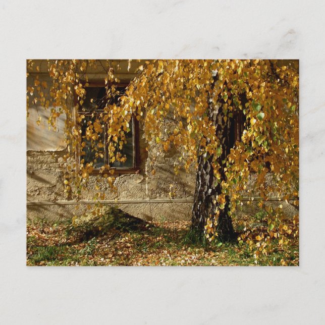 Carte Postale Birch En Automne (Devant)