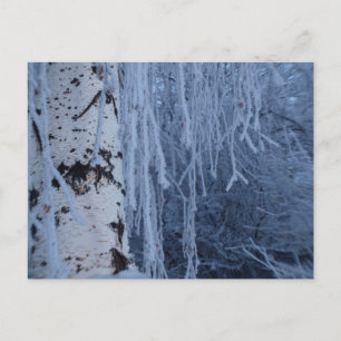 Carte Postale Birch en pleurs en hiver