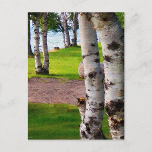 Carte Postale Birch Trees Du Michigan Par Lac