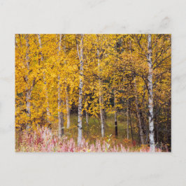 carte postale, Birch Trees in the Fall, Alaska