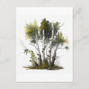 Carte Postale Birch Trees, Les Birches Irlande du Nord