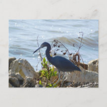 Bird By the Bay Little Blue Heron Safety Harbour