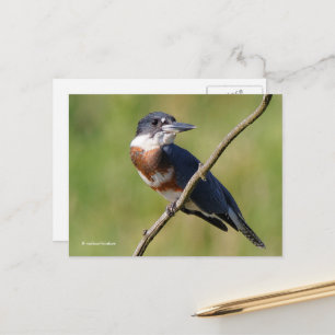 Carte Postale Bird de martin-pêcheur Belted Sunlit sur la branch