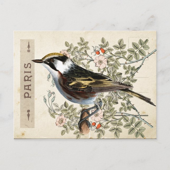 Carte Postale Bird Set 2 of 4 (Paris Rose Bird) (Devant)