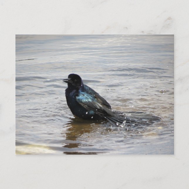 Carte postale Birdbath (Devant)